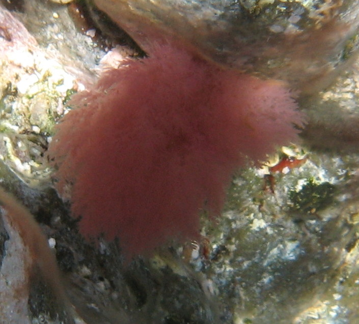 parete di Strombolicchio